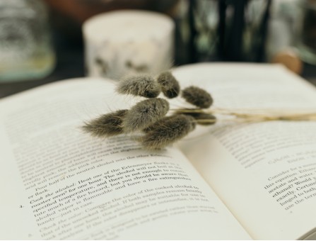 Сухоцвіт лагурус (зайцехвіст) стабілізований бурий