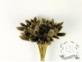 Сухоцвет лагурус (зайцехвост) стабилизированный бурый