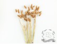 Сухоцвет лагурус (зайцехвост) стабилизированный коричневый