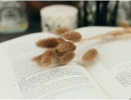 Сухоцвіт лагурус (зайцехвіст) стабілізований коричневий Сухоцвіт лагурус (зайцехвіст) стабілізований коричневий