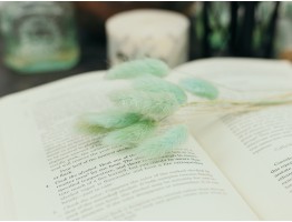 Сухоцвет лагурус (зайцехвост) стабилизированный лазурный светлый