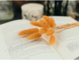 Сухоцвіт лагурус (зайцехвіст) стабілізований морквяний