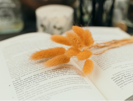 Сухоцвіт лагурус (зайцехвіст) стабілізований морквяний