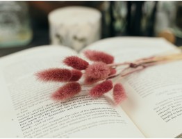 Сухоцвет лагурус (зайцехвост) стабилизированный розовый