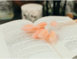 Сухоцвет лагурус (зайцехвост) стабилизированный розовый светлый Сухоцвет лагурус (зайцехвост) стабилизированный розовый светлый