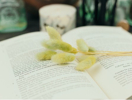 Сухоцвіт лагурус (зайцехвіст) стабілізований салатовий