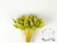 Сухоцвет лагурус (зайцехвост) стабилизированный салатовый