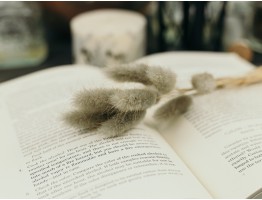 Сухоцвіт лагурус (зайцехвіст) стабілізований сірий