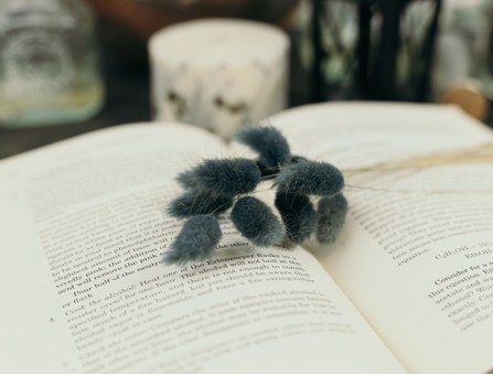 Сухоцвіт лагурус (зайцехвіст) стабілізований сизий