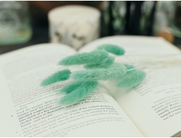 Сухоцвіт лагурус (зайцехвіст) стабілізований смарагдовий світлий