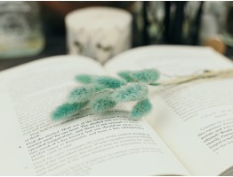 Сухоцвіт лагурус (зайцехвіст) стабілізований смарагдовий темний Сухоцвіт лагурус (зайцехвіст) стабілізований смарагдовий темний