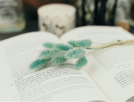 Сухоцвіт лагурус (зайцехвіст) стабілізований смарагдовий темний