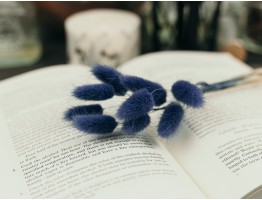 Сухоцвет лагурус (зайцехвост) стабилизированный ультрамарин 