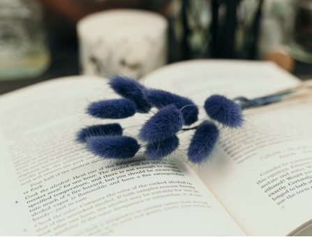 Сухоцвет лагурус (зайцехвост) стабилизированный ультрамарин 