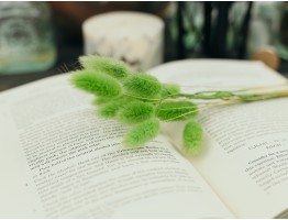 Сухоцвет лагурус (зайцехвост) стабилизированный зеленый Сухоцвет лагурус (зайцехвост) стабилизированный зеленый