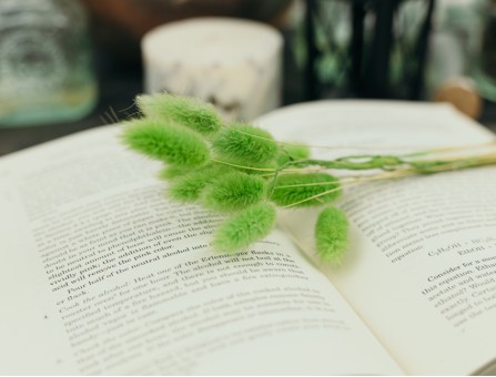 Сухоцвіт лагурус (зайцехвіст) стабілізований зелений