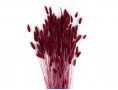 Сухоцвет лагурус (зайцехвост) стабилизированный бордовый