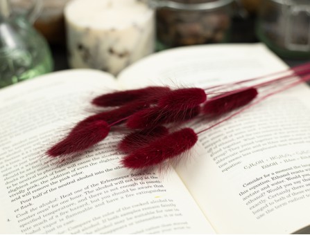 Сухоцвіт лагурус (зайцехвіст) стабілізований бордовий