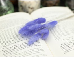 Сухоцвет лагурус (зайцехвост) стабилизированный сиреневый светлый