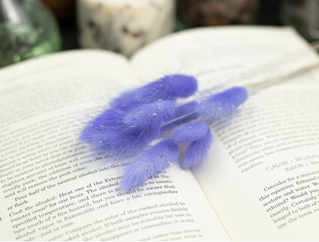 Сухоцвіт лагурус (зайцехвіст) стабілізований бузковий світлий