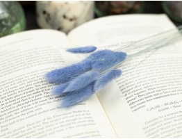 Сухоцвет лагурус (зайцехвост) стабилизированный голубой