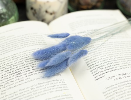 Сухоцвіт лагурус (зайцехвіст) стабілізований блакитний