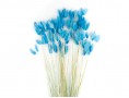 Сухоцвет лагурус (зайцехвост) стабилизированный голубой яркий