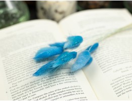 Сухоцвет лагурус (зайцехвост) стабилизированный голубой яркий