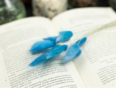 Сухоцвіт лагурус (зайцехвіст) стабілізований блакитний яскравий Сухоцвіт лагурус (зайцехвіст) стабілізований блакитний яскравий