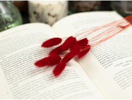 Сухоцвет лагурус (зайцехвост) стабилизированный красный