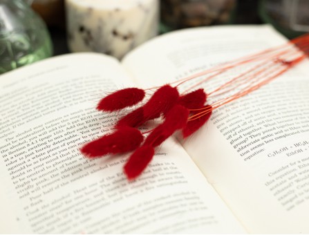 Сухоцвіт лагурус (зайцехвіст) стабілізований червоний Сухоцвіт лагурус (зайцехвіст) стабілізований червоний