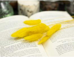 Сухоцвіт лагурус (зайцехвіст) стабілізований жовтий