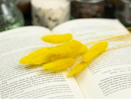 Сухоцвіт лагурус (зайцехвіст) стабілізований жовтий