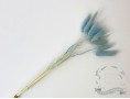 Сухоцвіт лагурус (зайцехвіст) стабілізований блакитний світлий