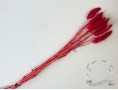 Сухоцвіт лагурус (зайцехвіст) стабілізований червоний