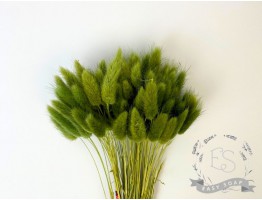 Сухоцвіт лагурус (зайцехвіст) стабілізований травяний