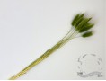 Сухоцвет лагурус (зайцехвост) стабилизированный травяной