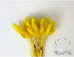 Сухоцвет лагурус (зайцехвост) стабилизированный желтый