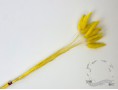 Сухоцвіт лагурус (зайцехвіст) стабілізований жовтий