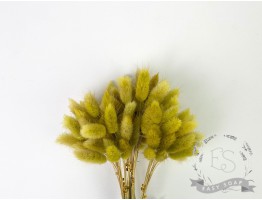 Сухоцвет лагурус (зайцехвост) стабилизированный болотный