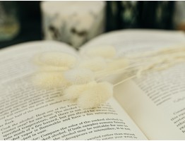 Сухоцвіт лагурус (зайцехвіст) стабілізований білий