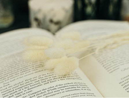 Сухоцвіт лагурус (зайцехвіст) стабілізований білий