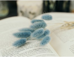 Сухоцвіт лагурус (зайцехвіст) стабілізований блакитний світлий Сухоцвіт лагурус (зайцехвіст) стабілізований блакитний світлий