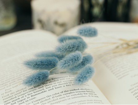 Сухоцвіт лагурус (зайцехвіст) стабілізований блакитний світлий