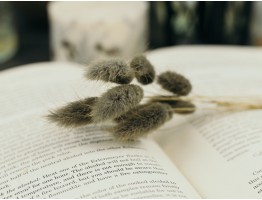 Сухоцвіт лагурус (зайцехвіст) стабілізований бурий