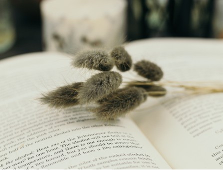 Сухоцвіт лагурус (зайцехвіст) стабілізований бурий