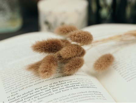 Сухоцвет лагурус (зайцехвост) стабилизированный коричневый