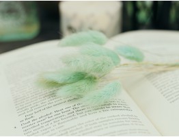 Сухоцвіт лагурус (зайцехвіст) стабілізований лазуровий світлий