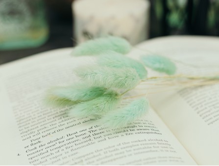 Сухоцвіт лагурус (зайцехвіст) стабілізований лазуровий світлий