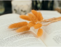 Сухоцвіт лагурус (зайцехвіст) стабілізований морквяний